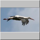 Ciconia ciconia - Weissstorch 04.jpg